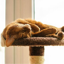 cat sleeping on cat tree